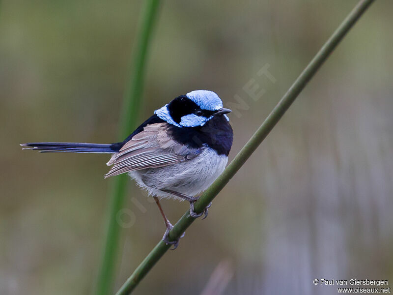 Superb Fairywren