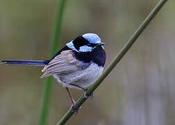 Superb Fairywren