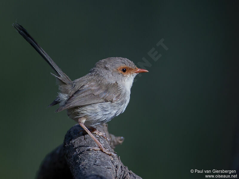 Superb Fairywren