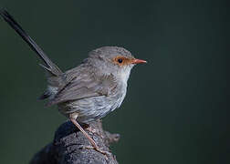 Superb Fairywren