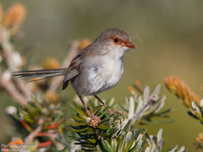 Superb Fairywren female adult, identification