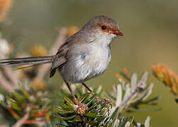 Superb Fairywren