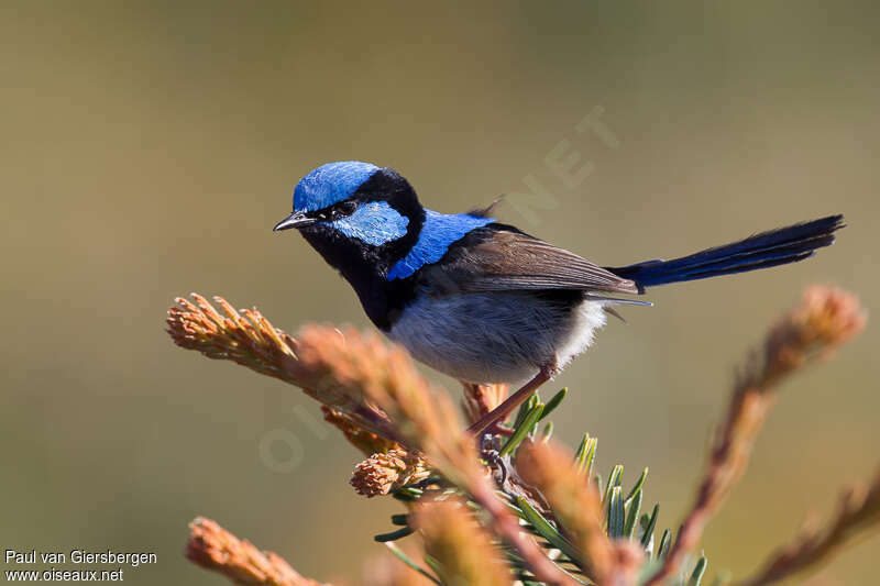 Superb Fairywren male adult, pigmentation, Behaviour