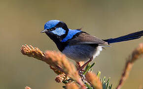 Superb Fairywren