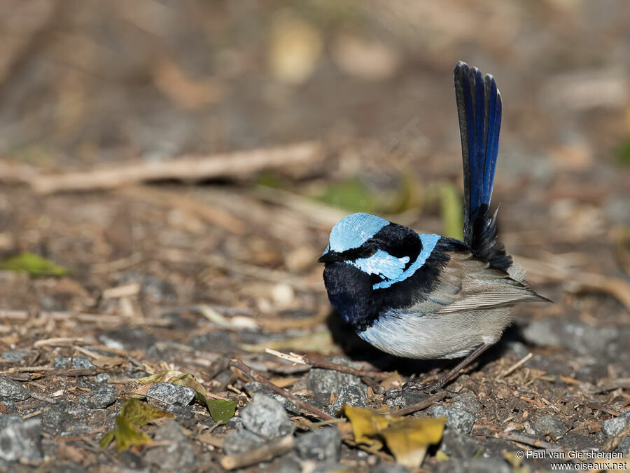 Superb Fairywren male adult