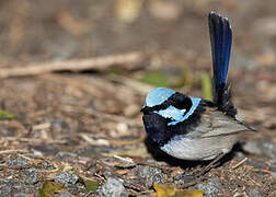 Superb Fairywren