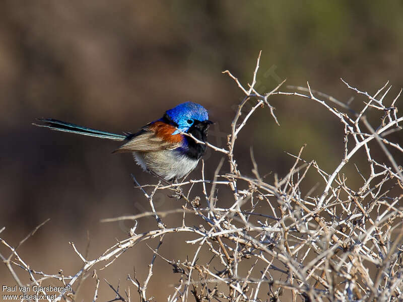 Purple-backed Fairywren male adult, identification