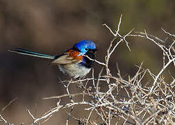 Purple-backed Fairywren