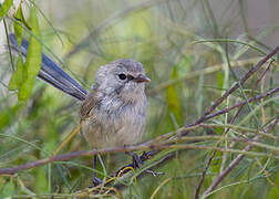 Purple-backed Fairywren