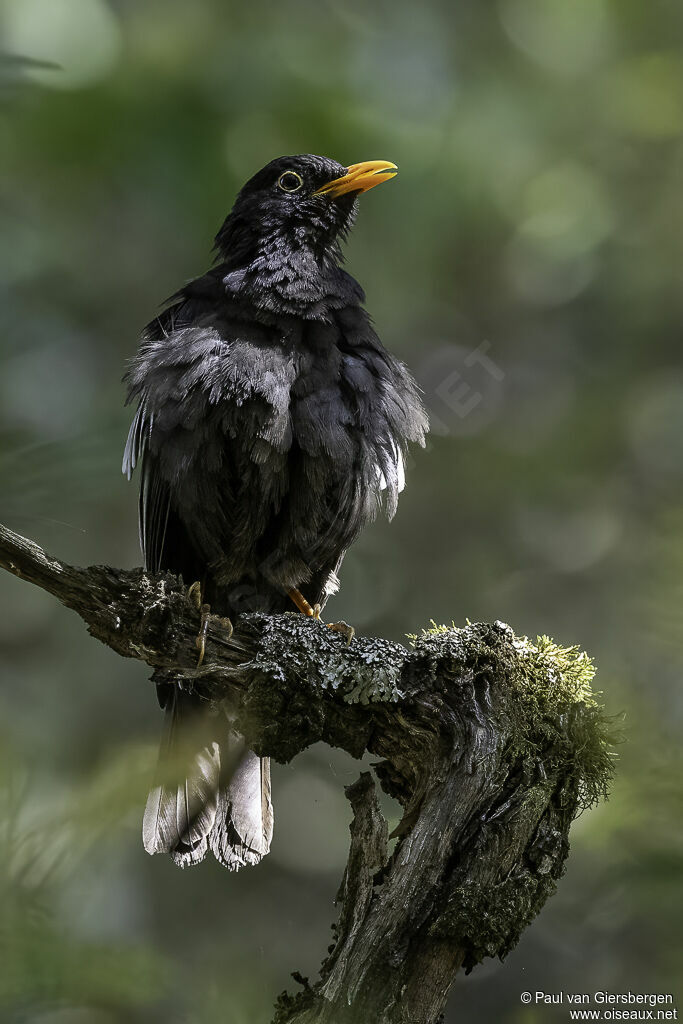 Grey-winged Blackbirdadult