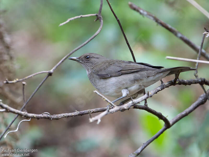 Merle à bec noiradulte, identification