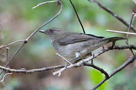 Black-billed Thrush