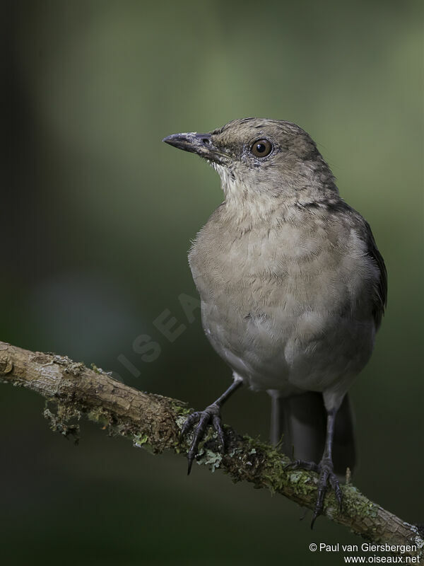 Black-billed Thrushadult