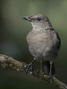 Black-billed Thrush