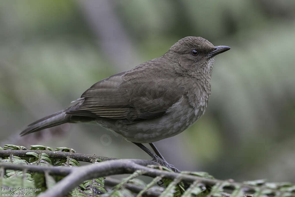 Merle à bec noiradulte, identification