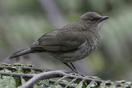 Black-billed Thrush