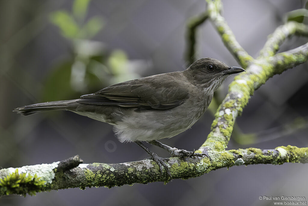 Black-billed Thrushadult