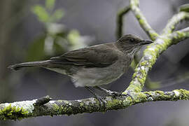 Black-billed Thrush