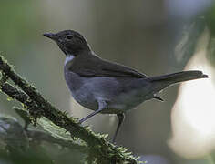 White-necked Thrush