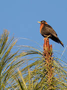 Rufous-collared Thrush