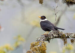 White-collared Blackbird