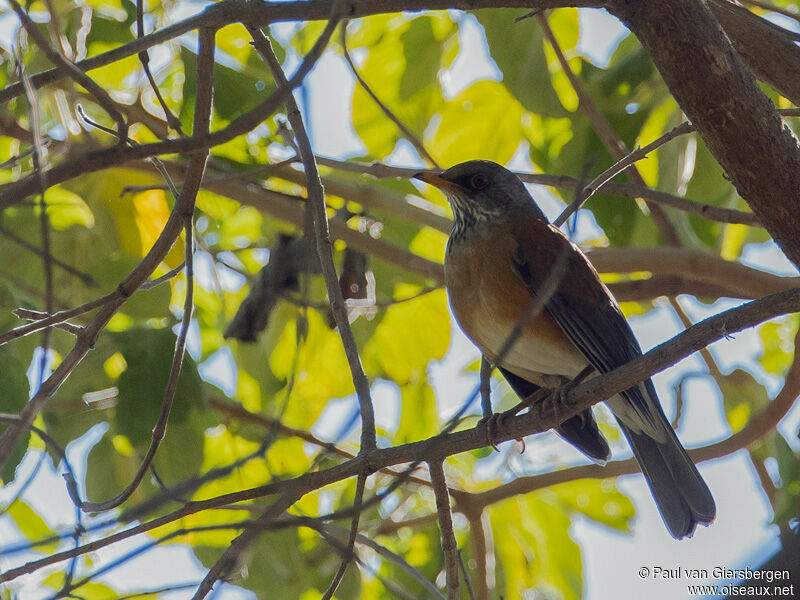 Rufous-backed Thrush