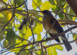 Rufous-backed Thrush