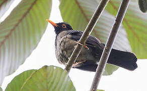 Black-hooded Thrush