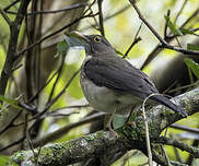 Merle à gorge blanche