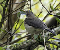 Merle à gorge blanche