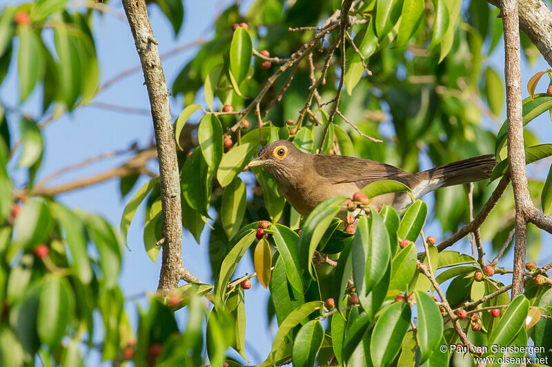 Spectacled Thrush