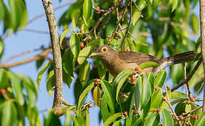 Spectacled Thrush