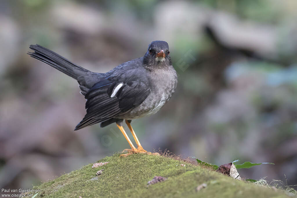 White-chinned Thrushadult, identification