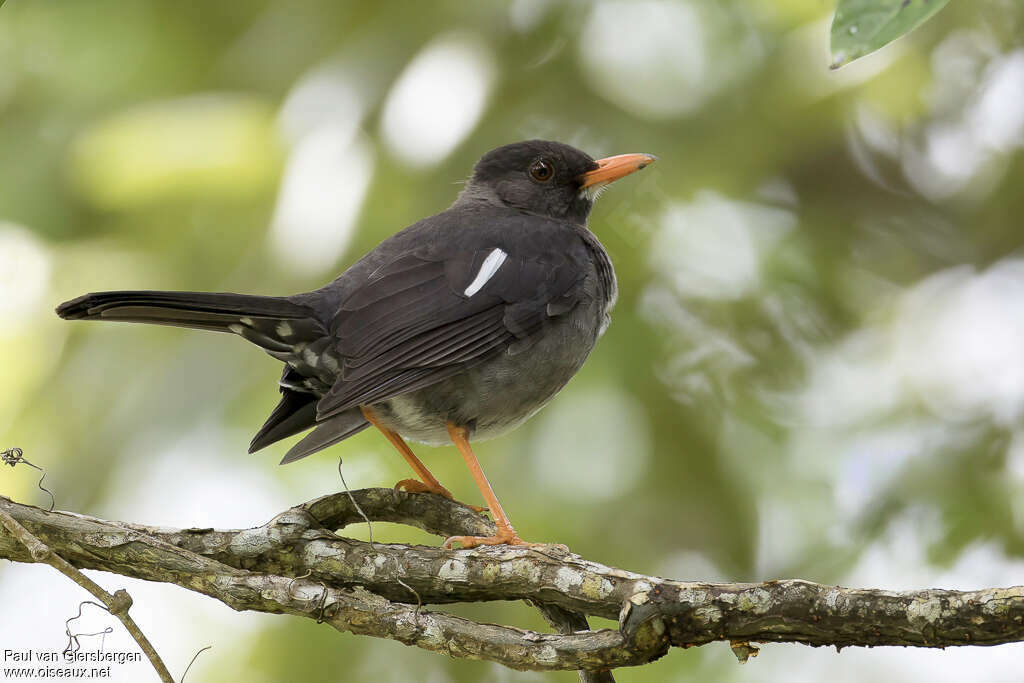 White-chinned Thrushadult, identification