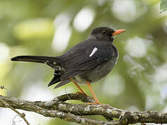 White-chinned Thrush