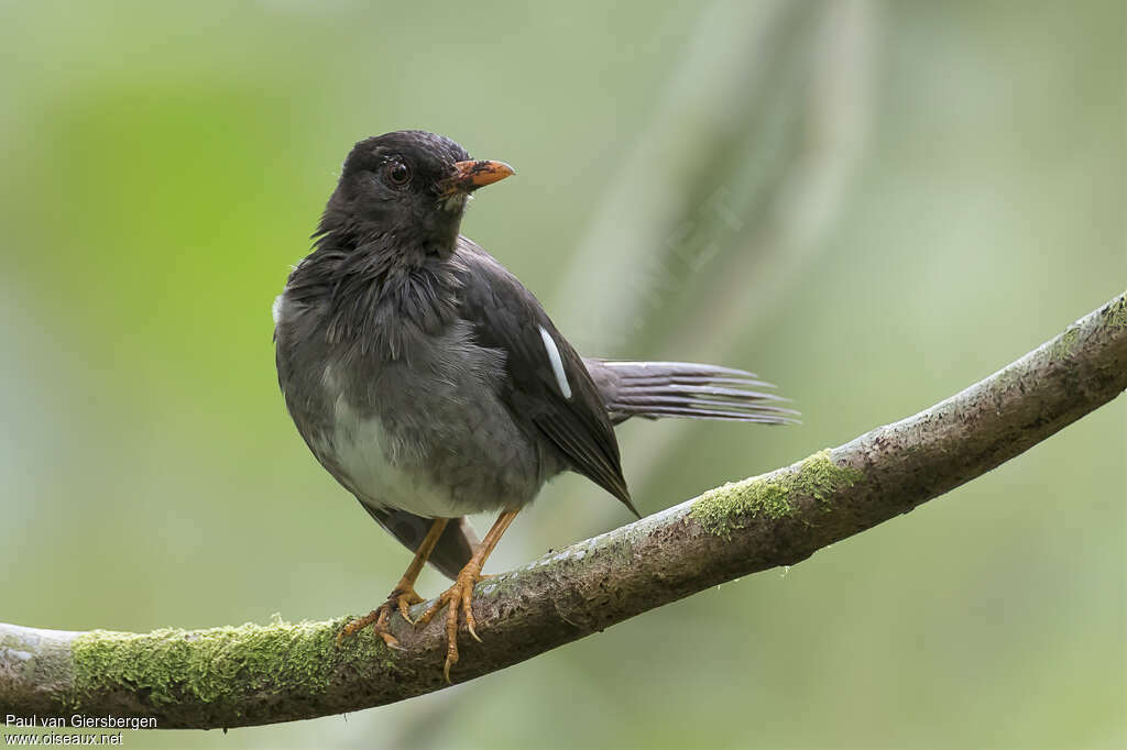 White-chinned Thrushadult, close-up portrait