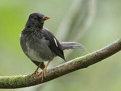 White-chinned Thrush