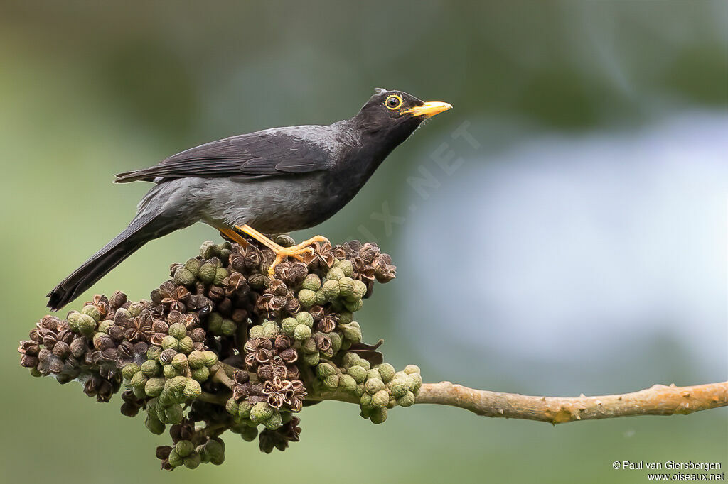 Yellow-legged Thrush male adult