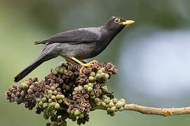 Yellow-legged Thrush