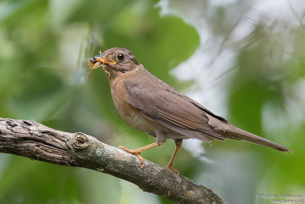 Yellow-legged Thrush female adult