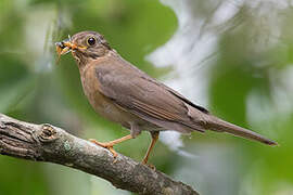 Yellow-legged Thrush