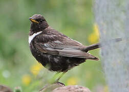 Ring Ouzel