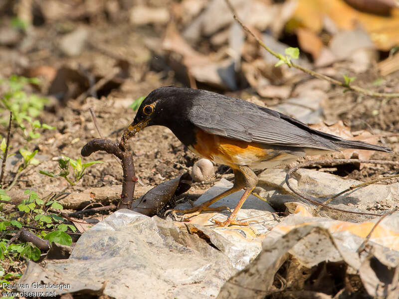 Black-breasted Thrush male adult, feeding habits