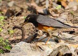 Black-breasted Thrush