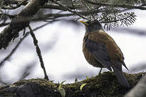 Merle à tête grise