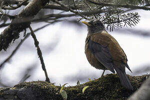 Merle à tête grise