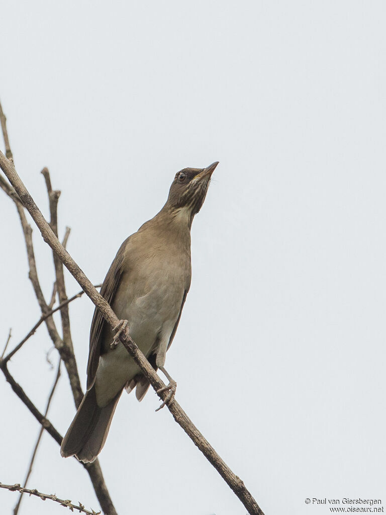 Creamy-bellied Thrush