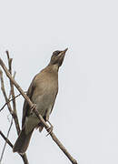 Creamy-bellied Thrush