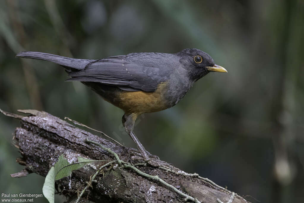 Merle à ventre fauveadulte, identification