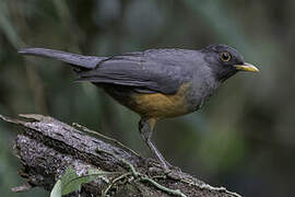 Chestnut-bellied Thrush